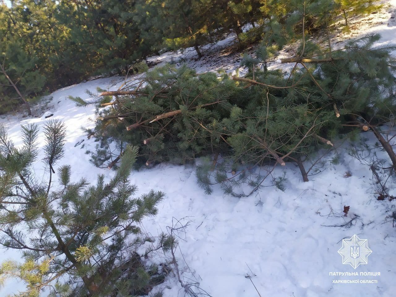 В Харькове мужчина рубил елки возле крематория